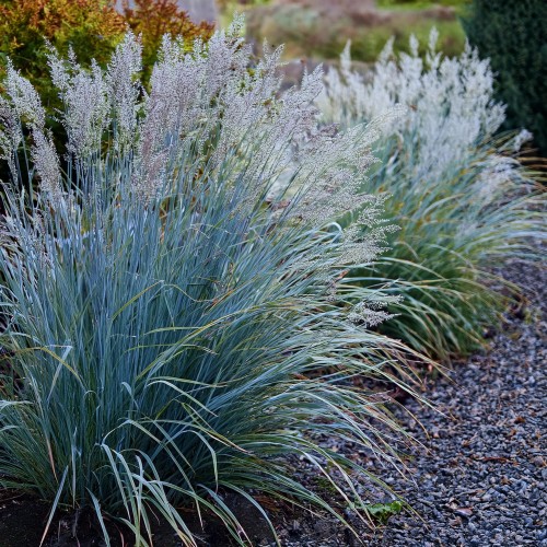 Proso rózgowate Heavy Matal