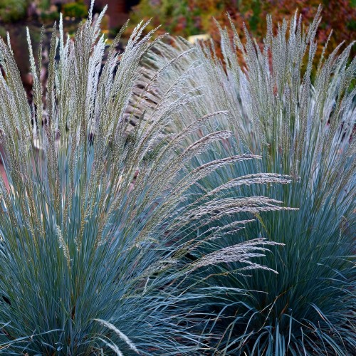 Proso rózgowate Heavy Matal