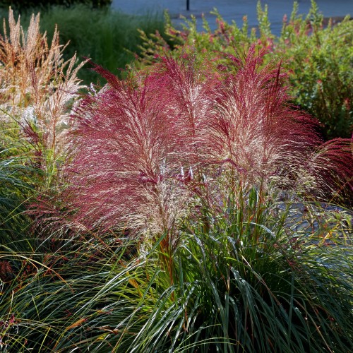 miskant-chinski-huron-sunrise-miscanthus-sinensis-zolto-czerwone-ozdobne-kwiatostany-ozdobna-trawa-bylina-sadzonka-sadzonki-zielona-para-zielonapara