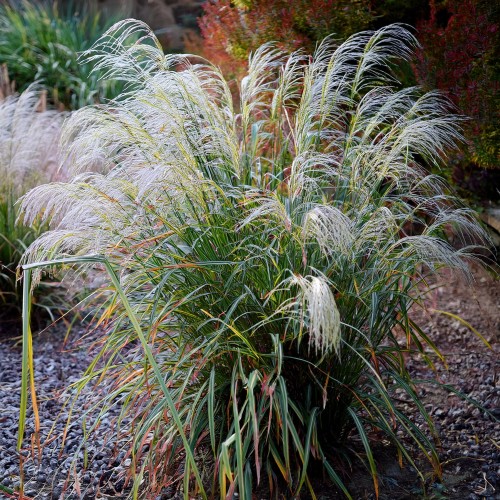 miskant-chinski-noah-miscanthus-sinensis-srebrzyste-ozdobne-kwiatostany-ozdobna-trawa-bylina-sadzonka-sadzonki-zielona-para-zielonapara