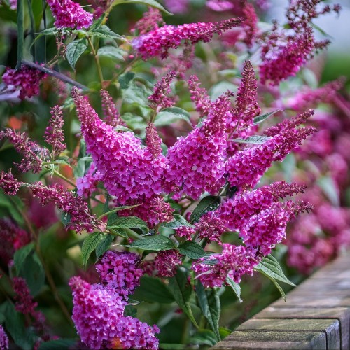 Firefly Create a photorealistic image focusing on Buddleja davidii 'Butterfly Candy Little Pink,' a .jpg