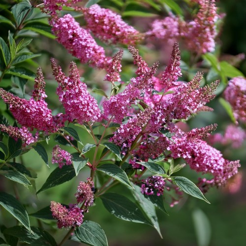Firefly Create a photorealistic image focusing on Buddleja davidii 'Butterfly Candy Little Pink,' a  (1).jpg