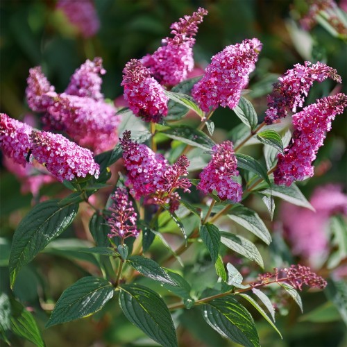 Firefly Create a photorealistic image focusing on Buddleja davidii 'Butterfly Candy Little Pink,' a  (2).jpg