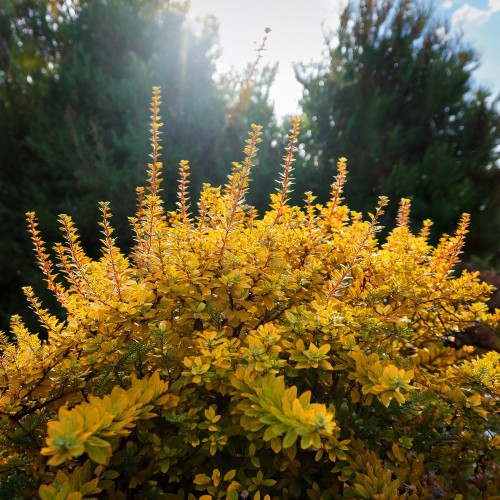 Firefly Create a photorealistic image focusing on Berberis thunbergii 'Tiny Gold,' a compact deciduo.jpg