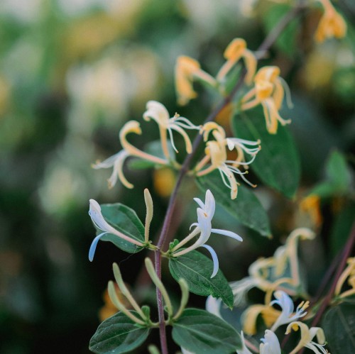wiciokrzew-japonski-lonicera-japonica-sadzonka-zielona-para