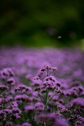 werbena-patagonska-Verbena-bonariensis-zielonapara-zielona-para-sadzonka-0280.jpg