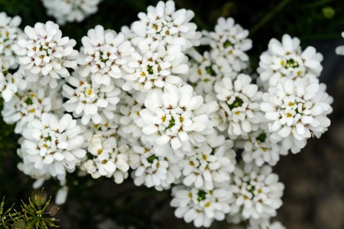 ubiorek-iberis-sempervirens-zielonapara-sadzonka-duza-zdrowa-biale-kwiat.jpg