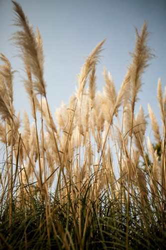 trawa-pampasowa-evita-cortaderia-selloana-kompaktowa-biale-kwiatostany-ozdobna-trawa-sadzonka-sadzonki-zielona-para-zielonapara
