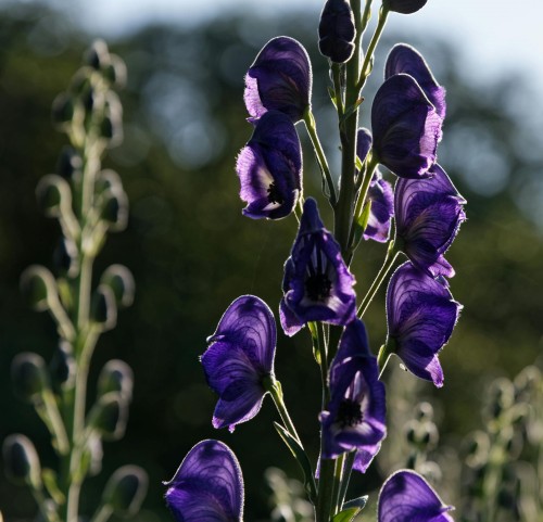 tojad-mocny-aconitum-napellus-fioletowe-kwiaty-trujaca-bylina-wysoka-sadzonka-sadzonki-zielona-para-zielonapara