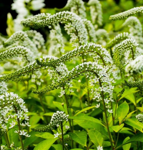 tojesc-orszelinowata-lysimachia-clethroides-biale-kwiaty-wygięte-kwiatostany-bylina-sadzonka-sadzonki-zielona-para-zielonapara