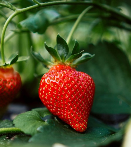 truskawka-Fragaria-x-ananassa-zielonapara-zielona-para-sadzonka-0743.jpg