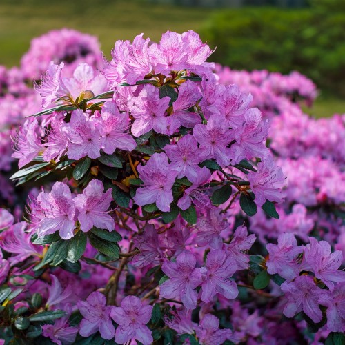 azalia-japonska-rhododendron-japonicum-haruko-zielonapara-sadzonka-duza-zdrowa-rozowe-kwiaty