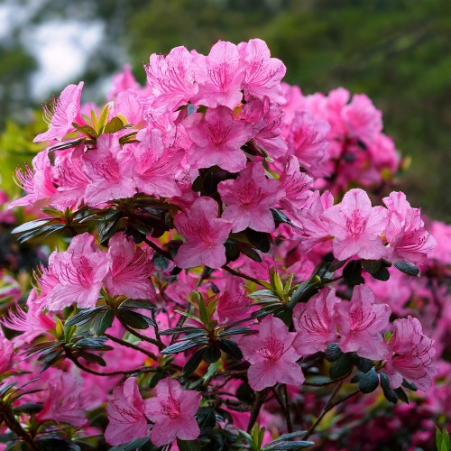 azalia-japonska-rhododendron-japonicum-melina-zielonapara-sadzonka-duza-zdrowa-czerwone-kwiaty