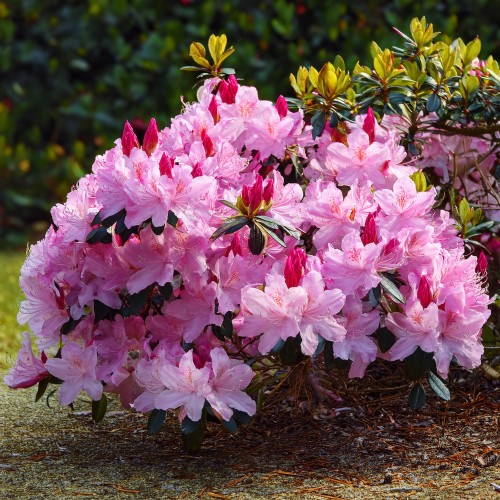 azalia-japonska-rhododendron-japonicum-kirstin-zielonapara-sadzonka-duza-zdrowa-rozowe-kwiaty