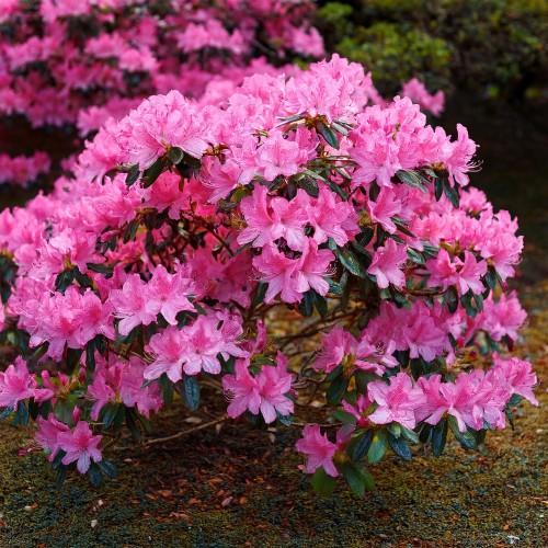 azalia-japońska-Azalea-japonica-rokoko-zielonapara-zielona-para-sadzonka-0425.jpg