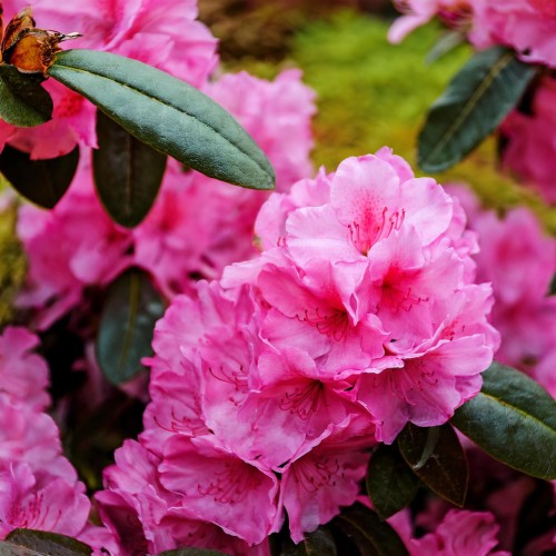 azalia-japonska-rhododendron-japonicum-rosebud-zielonapara-sadzonka-duza-zdrowa-rozowe-pelne-kwiaty