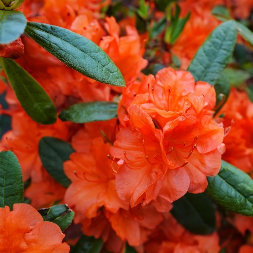 azalia-japonska-rhododendron-japonicum-geisha-orange-zielonapara-sadzonka-duza-zdrowa-pomaranczowe-kwiaty