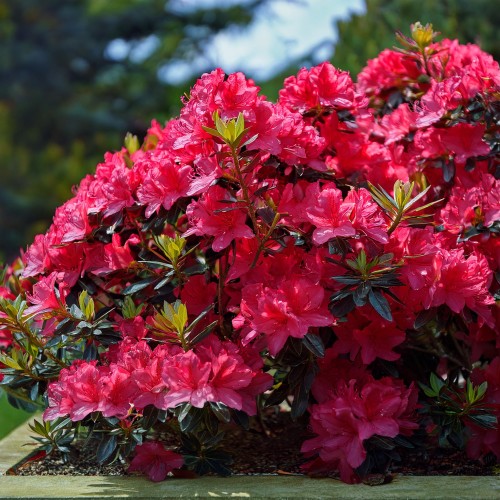 azalia-japonska-rhododendron-japonicum-maruschka-zielonapara-sadzonka-duza-zdrowa-czerwone-kwiaty