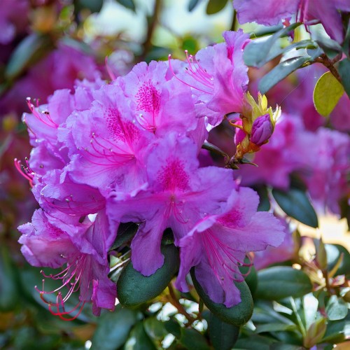 azalia-japonska-rhododendron-japonicum-lilienstein-zielonapara-sadzonka-duza-zdrowa-rozowe-kwiaty