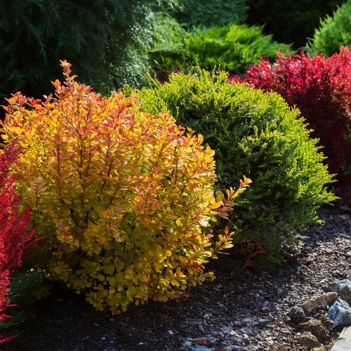 berberys-thunberga-berberis-thunbergii-losowa-odmiana-zielonapara-sadzonka-duza-zdrowa-ozdobne-liscie