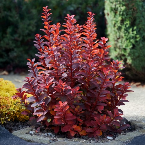 berberys-thunberga-berberis-thunbergii-red-rocket-zielonapara-sadzonka-duza-zdrowa-czerwone-liscie