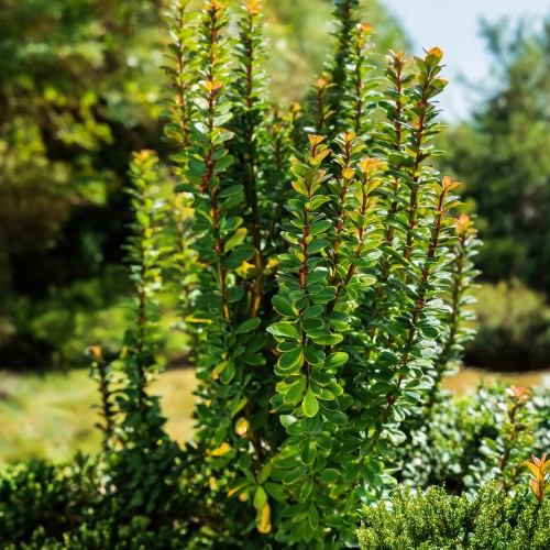 berberys-thunberga-berberis-thunbergii-erecta-zielonapara-sadzonka-duza-zdrowa-kolumnowy-pokroj-zielone-liscie