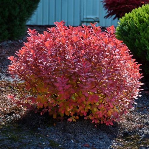 berberys-thunberga-berberis-thunbergii-coral-maja-zielonapara-sadzonka-duza-zdrowa-pomaranczowo-zlote-liscie