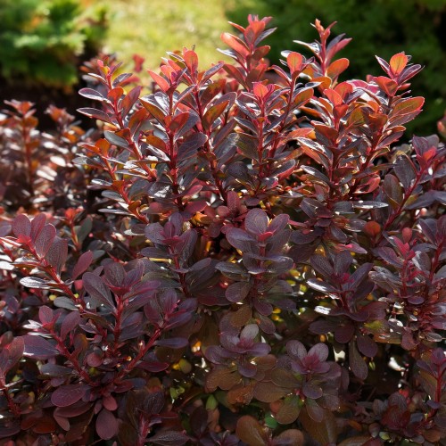Berberys Thunberga Chocolate Summer 