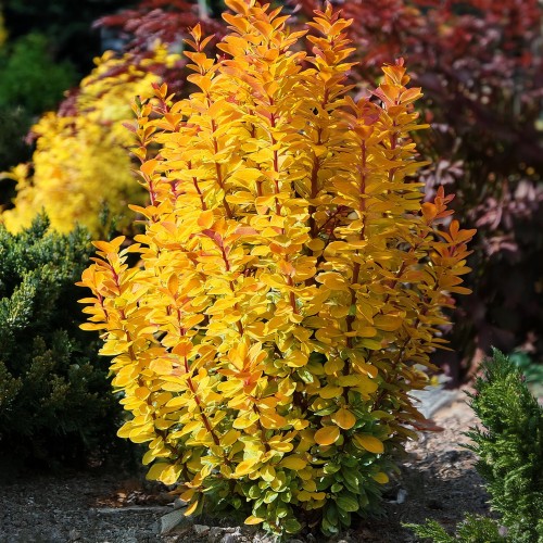 Berberys Thunberga Golden Tower