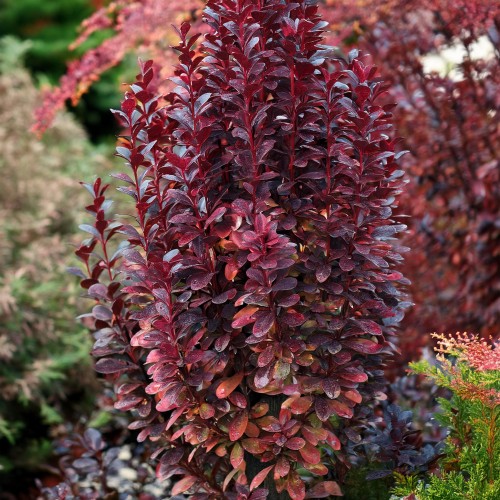 berberys-thunberga-helmond-pillar-berberis-thunbergii-purpurowe-liscie-kolumnowy-pokroj-krzew-ozdobny-sadzonka-sadzonki-zielona-para-zielonapara