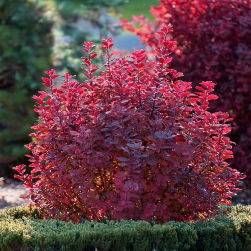 Berberys Thunberga Carlo berberys-Thunberga-bordowo-czerwony-Berberis-thunbergii-bordowo-czerwony-zielonapara-zielona-para-sadzonka-0461.jpg