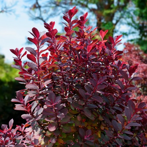 berberys-thunberga-berberis-thunbergii-paola-zielonapara-sadzonka-duza-zdrowa-purpurowo-zielone-liscie