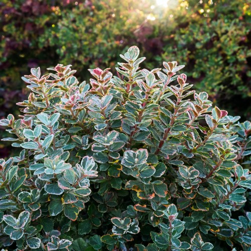 berberys-Thunberga-zielony-silver-beauty-Berberis-thunbergii-zielony-zielonapara-zielona-para-sadzonka-0536.jpg
