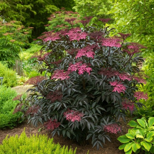 bez-czarny-sambucus-nigra-black-lace-zielonapara-sadzonka-duza-zdrowa-ciemne-az-prawie-czarne-liscie-rozowe-kwiaty