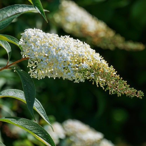 budleja-dawida-buddleja-davidii-dreaming-white-zielonapara-sadzonka-duza-zdrowa-biale-kwiaty