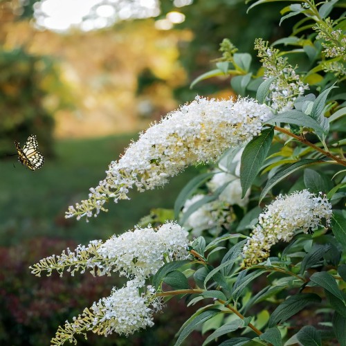 Budleja Dawida Dreaming White