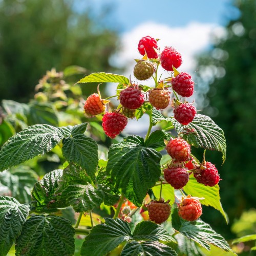 malina-vetten-rubus-idaeus-soczyste-czerwone-owoce-wczesna-odmiana-krzew-owocowy-sadzonka-sadzonki-zielona-para-zielonapara