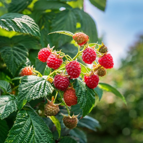 malina-vetten-rubus-idaeus-soczyste-czerwone-owoce-wczesna-odmiana-krzew-owocowy-sadzonka-sadzonki-zielona-para-zielonapara