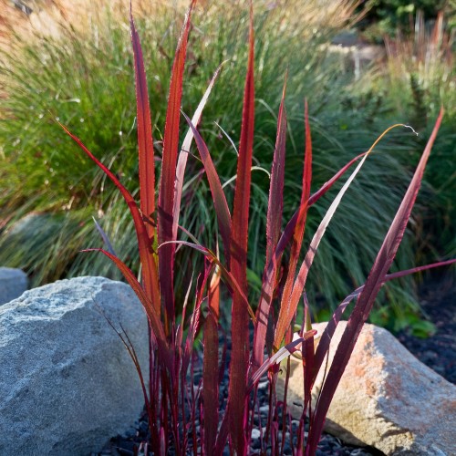imperata-Red-Baron-Imperata-cylindrica-Red-Baron-zielonapara-zielona-para-sadzonka-0675.jpg