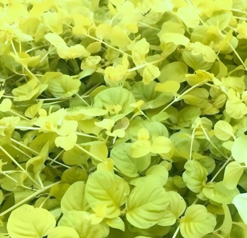 tojeść-rozesłana-lysimachia-nummularia-sadzonka-zielona-para