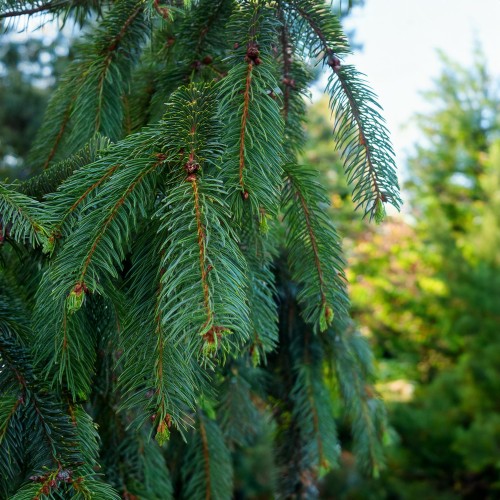 świerk-serbski-Picea-omorika-zielonapara-zielona-para-sadzonka-0621.jpg