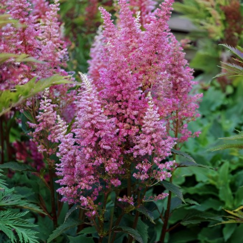 Tawułka Arendsa  Hyazinth