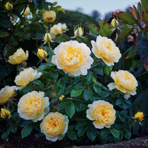 róża-orientalna-candela-okrywowa-Rosa-orientalis-zielonapara-zielona-para-sadzonka-0416.jpg