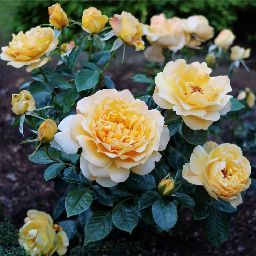 róża-orientalna-candela-okrywowa-Rosa-orientalis-zielonapara-zielona-para-sadzonka-0416.jpg