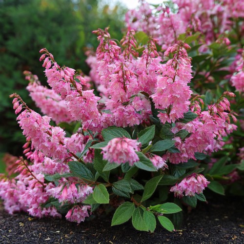 Żylistek Strawberry Fields deutzia zielona para rozowa sadzonka