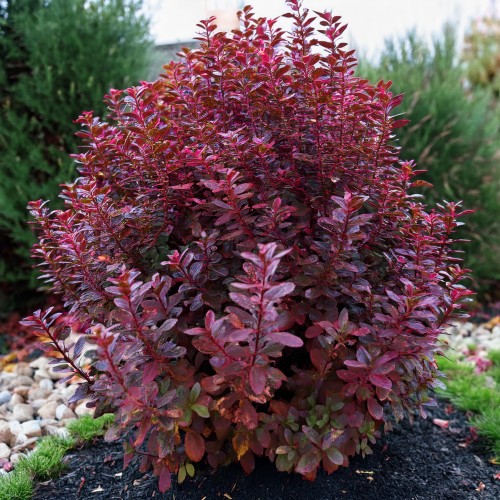 Berberys Rosy Rocket