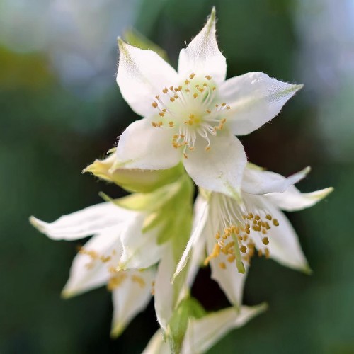 zylistek-wysmukly-deutzia-gracilis-zielonapara-sadzonka-duza-zdrowa-biale-kwiaty