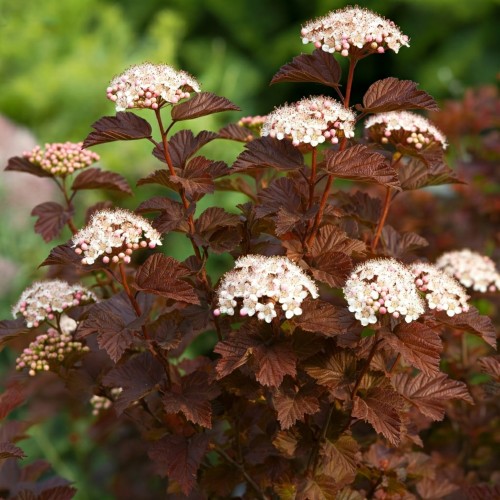 pęcherznica-kalinolistna-pomarańczowa-Physocarpus-opulifolius-pomarańczowa-zielonapara-zielona-para-sadzonka-schuch