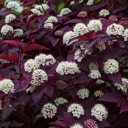 physocarpus-pecherznica-kalinolistna-sadzonka-diabolo-zielona-para