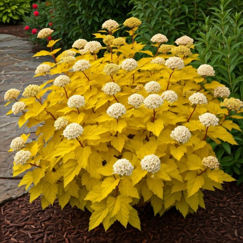 pęcherznica-kalinolistna-żółta-Physocarpus-opulifolius-żółta-zielonapara-zielona-para-sadzonka-luteus.jpg